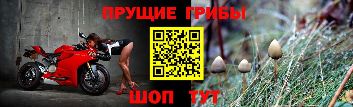 Псилоцибиновые грибы Psilocybe Видное